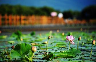 Chilanqiao cultural block seen in E China's Anhui