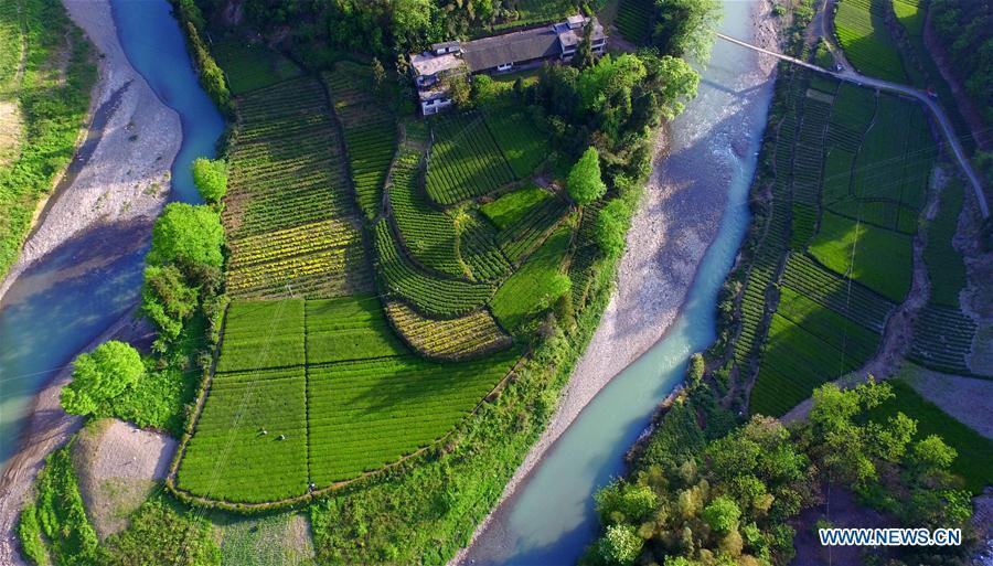 Aerial view of tea gardens in Hubei