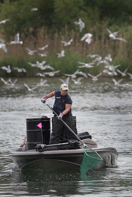 Asian carp: Americans' poison, Chinese people's delicacy