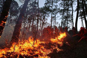 Death toll from Chile forest fire rises to 16