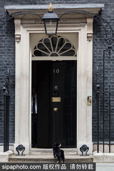 Downing Street cat fight: Larry vs Palmerston