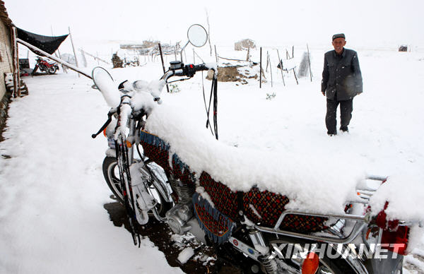 六月飛雪潤(rùn)草原[組圖]