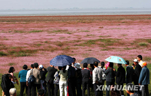 鄱陽湖濕地景色迷人