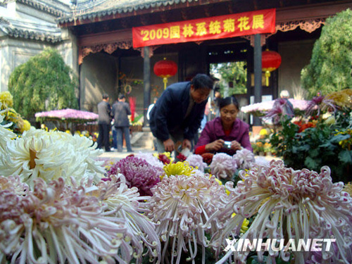 蘇州菊花展亮相獅子林